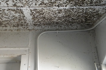 home inspection service